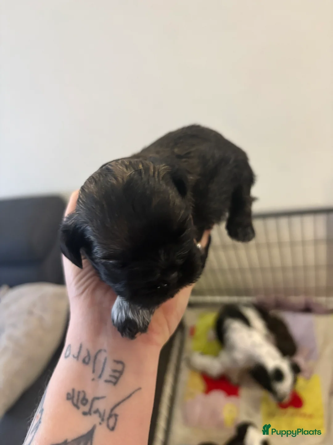 Shih Tzu honden te koop: Boomertjes - Advertentie 14