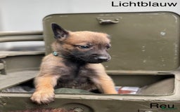 Mechelse Herder honden te koop: Mechelse herder puppy's  - Afbeelding 14