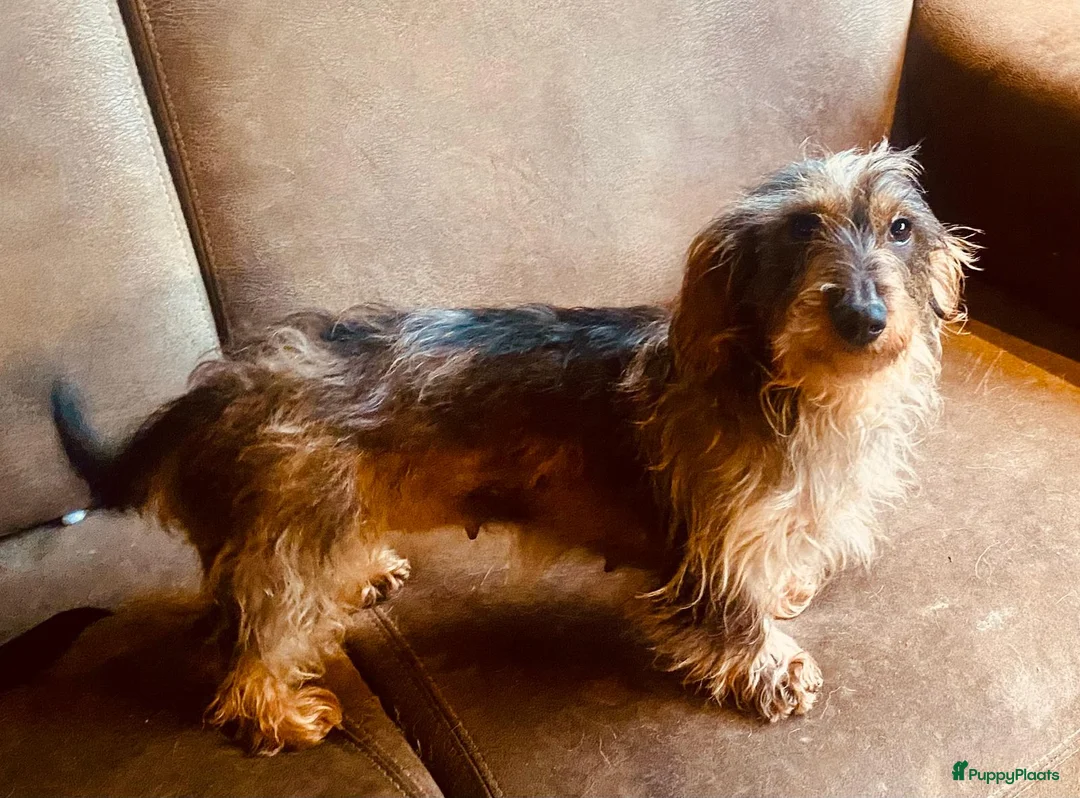 Ruwhaar Teckel honden te koop: super mooi nestje ruwharige dwerg/kaninchen pups - Advertentie 2