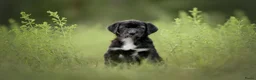 Kruising honden te koop: Australische herder x golden retriever pup in Udenhout - Advertentie 2
