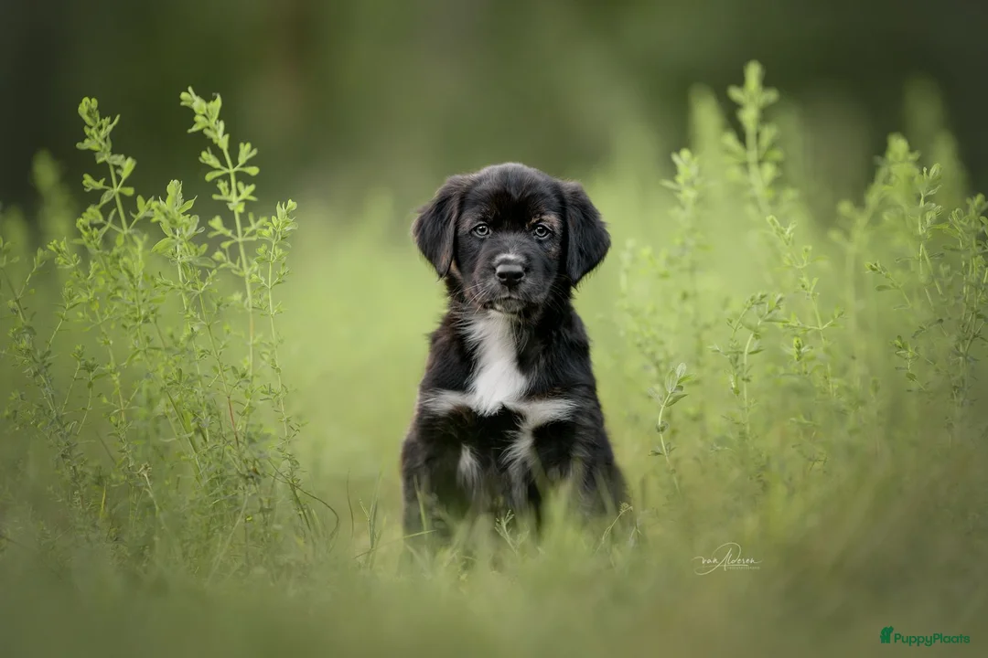 Kruising honden te koop: Australische herder x golden retriever pup in Udenhout - Advertentie 2