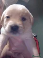 Goldador Puppy 1