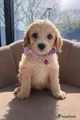 Maltipoo Puppy 4