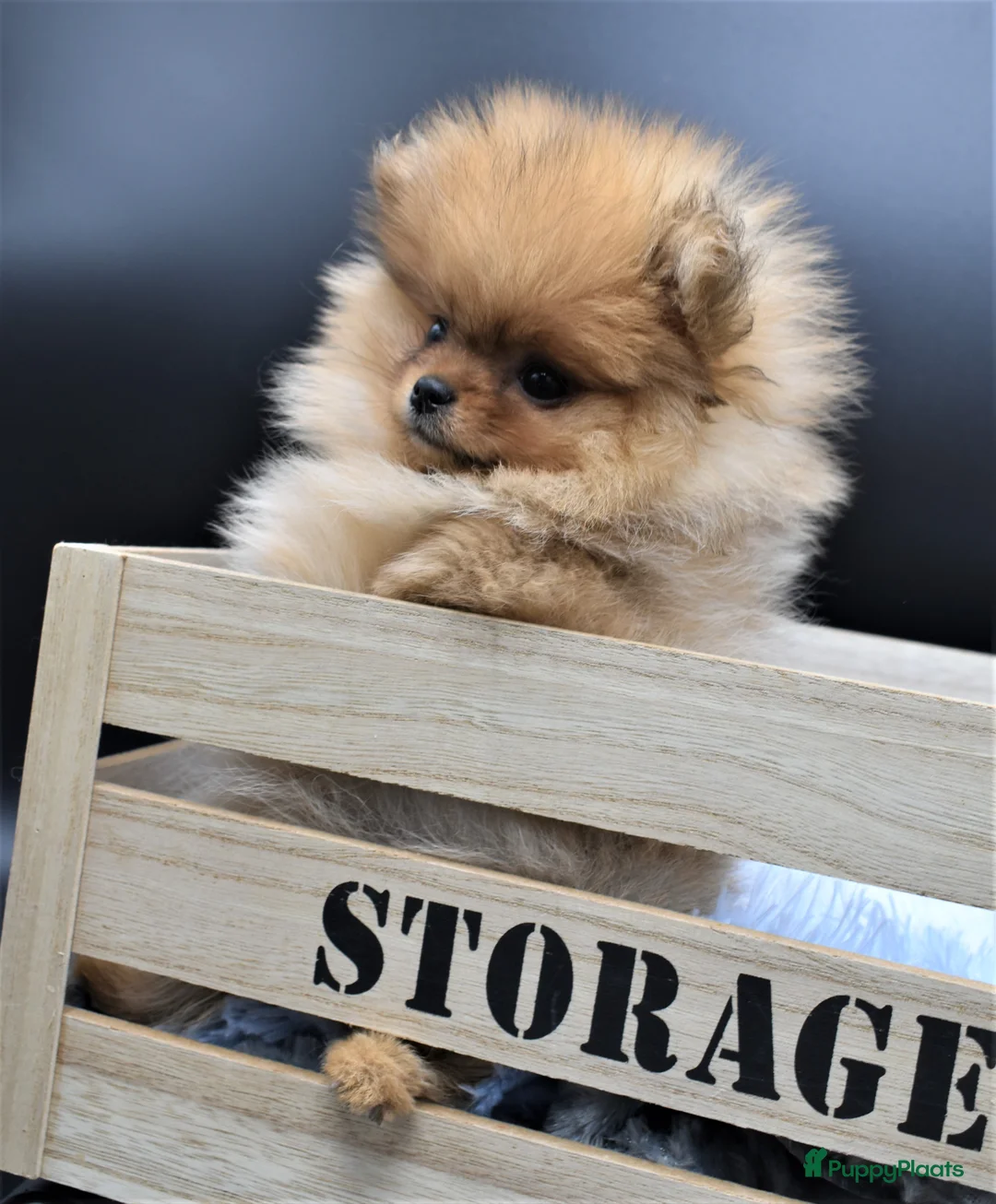 Galerij afbeelding {{count}}