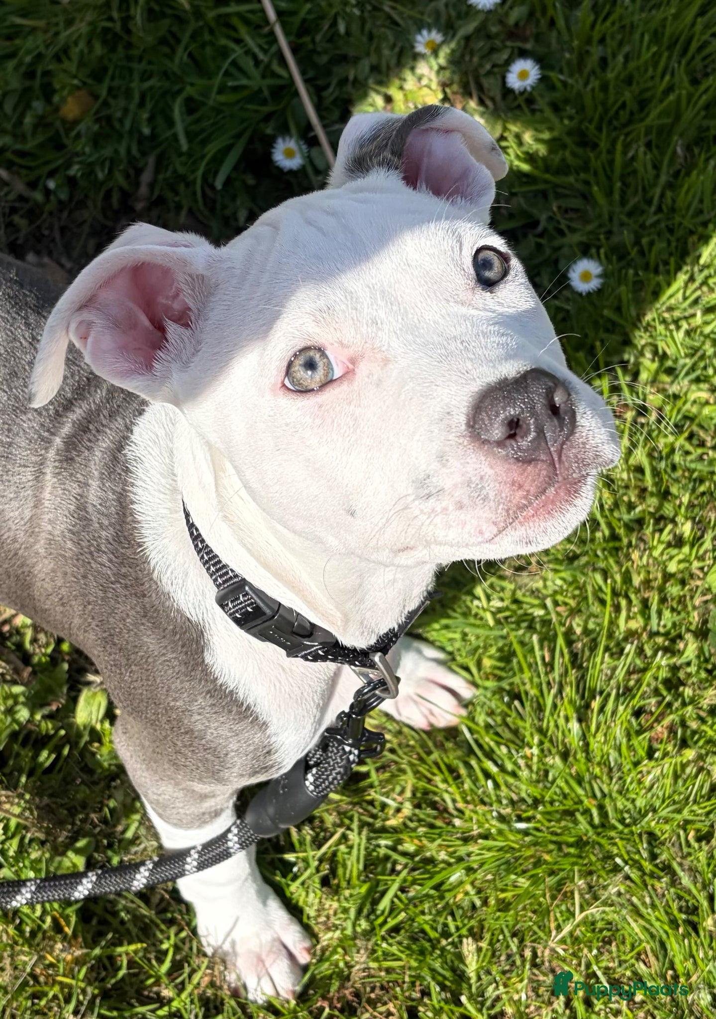 American Staffordshire Terriër honden American Staff Pup Blauw wit  - Advertentie 1