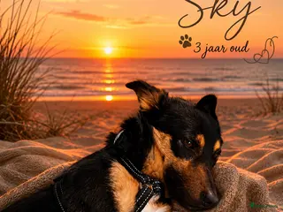 Kruising honden Sky zoekt baasje - Advertentie 7