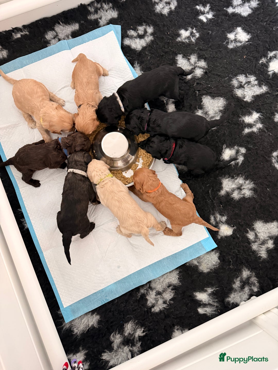 Kruising honden te koop: Goldendoodle/labradoodle  - Advertentie 8