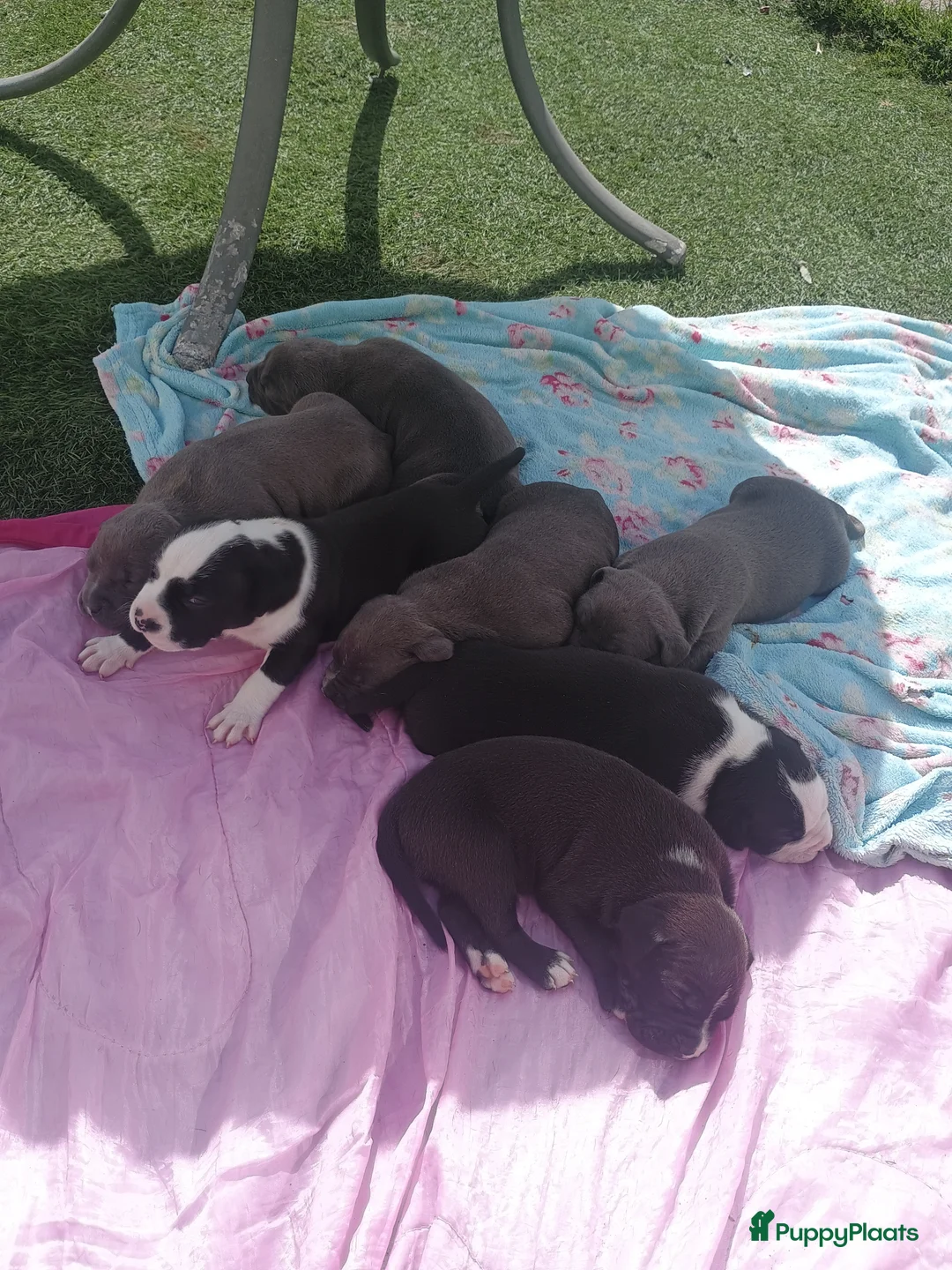 Kruising honden te koop: Vader american bully/ moeder pitbull/ amerikanse s - Advertentie 28