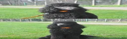 Labradoodle honden te koop: Verwacht labradoodle puppys - Advertentie 2