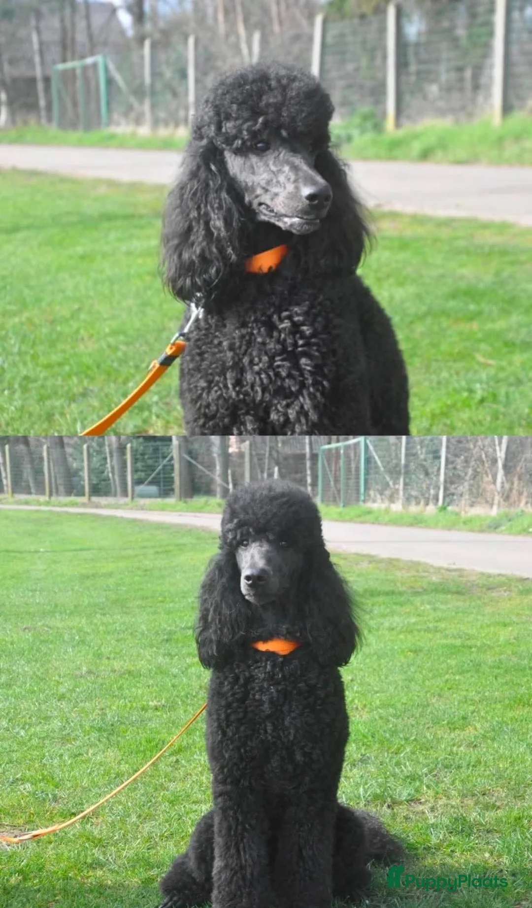 Labradoodle honden te koop: Verwacht labradoodle puppys - Advertentie 2