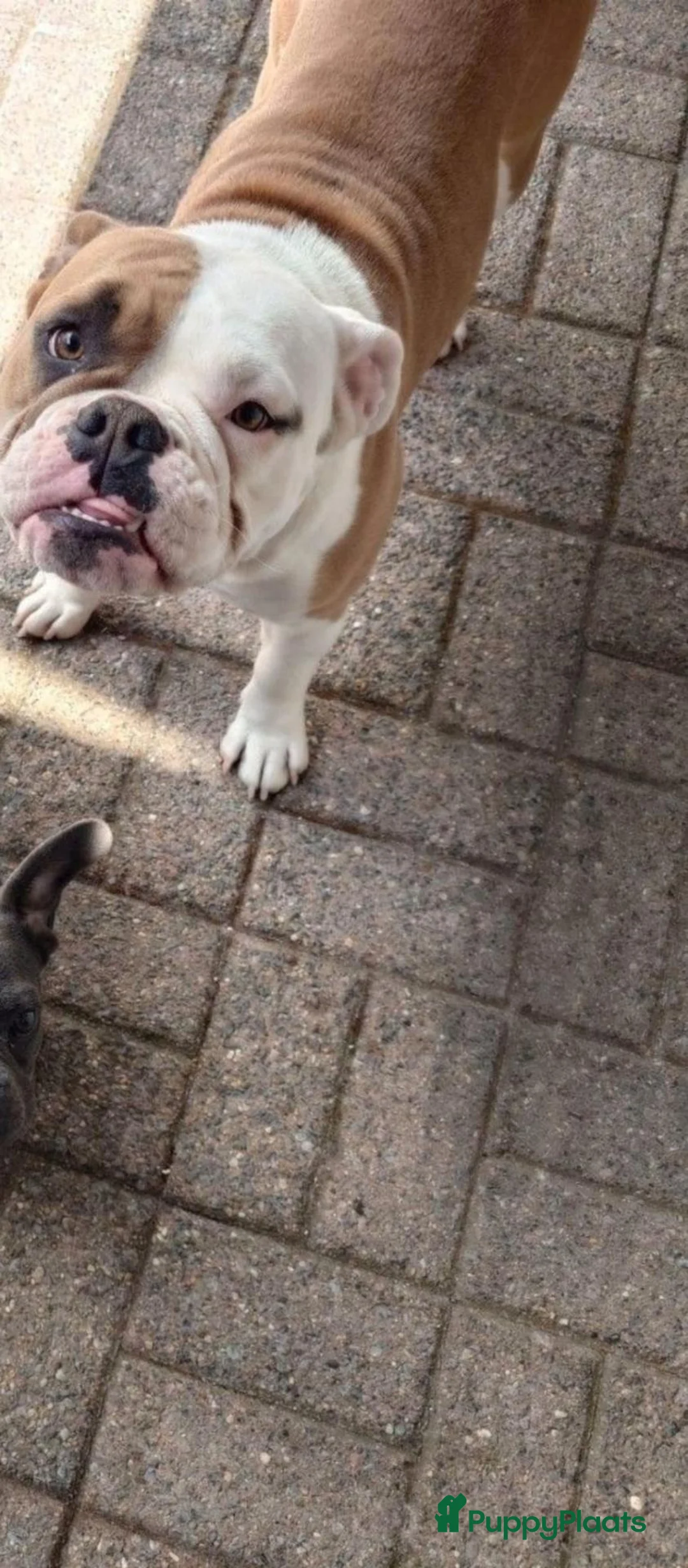 American Staffordshire Terriër honden te koop: Wegens gezondheidsredenen  - Advertentie 2