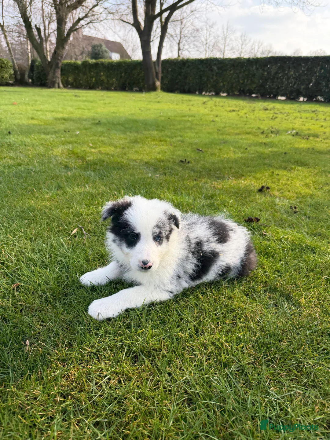 Kruising honden te koop: Australian Shepherd x Border Collie pups - Advertentie 2