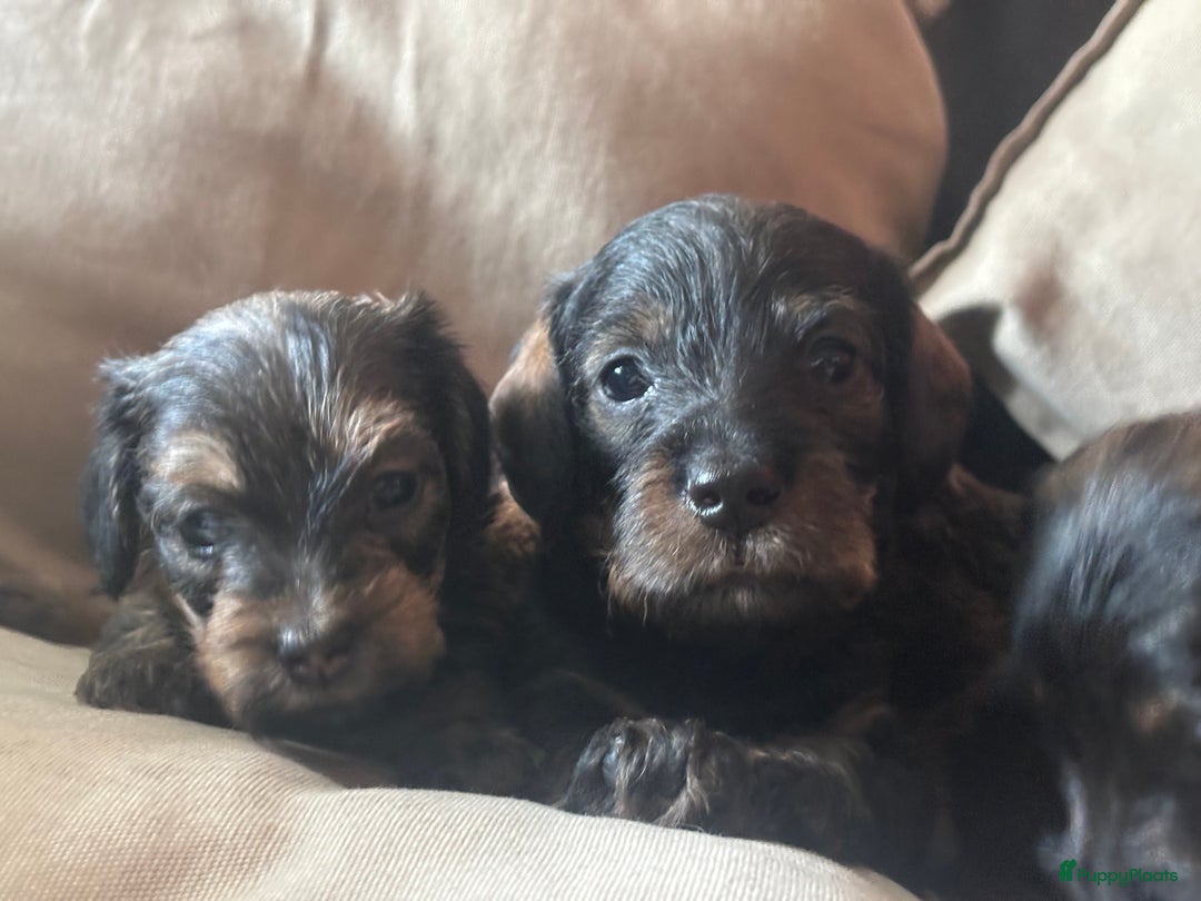 Teckel (korthaar)  honden te koop:  1 Leuke schattige teckelpup (TEEFJE ) - Afbeelding 4