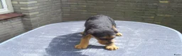 Airedale Terriër honden te koop: Airedale Terriër Puppy's - Advertentie 2