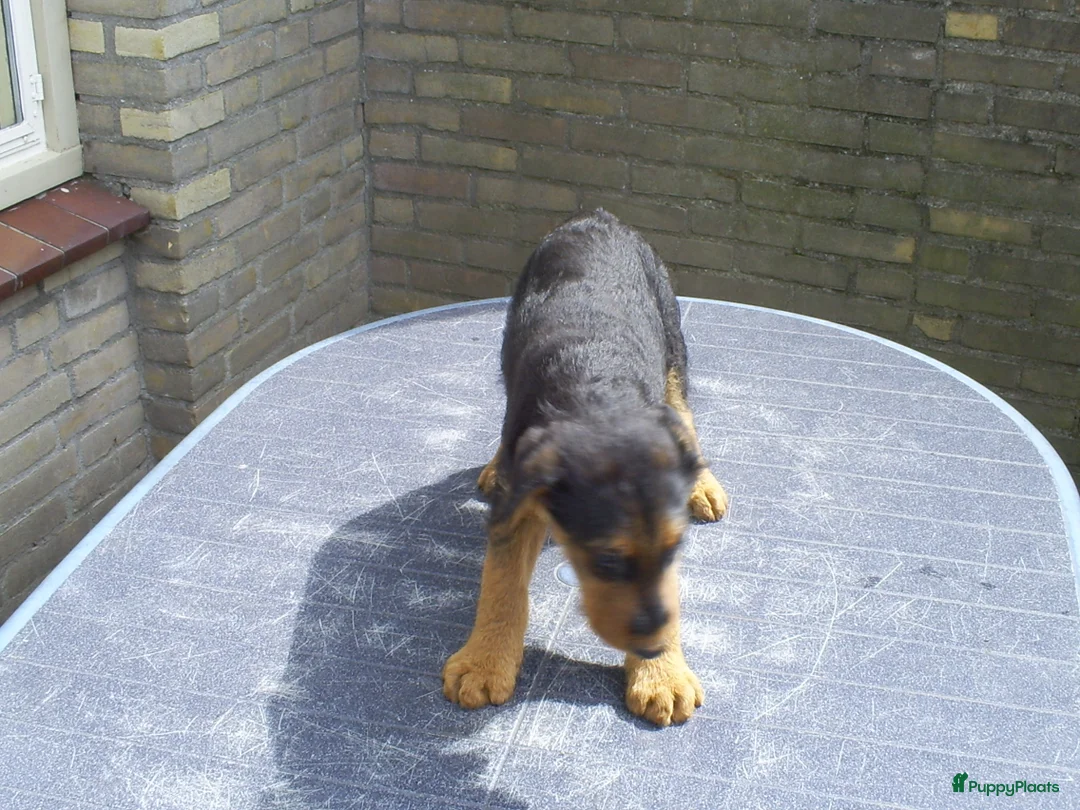 Airedale Terriër honden te koop: Airedale Terriër Puppy's - Advertentie 2