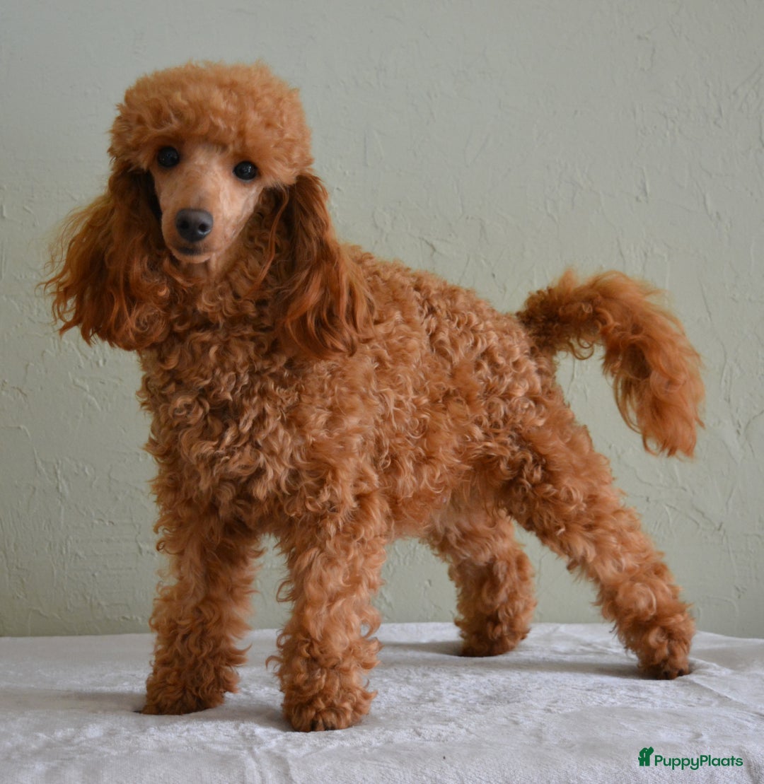 Poedel Toy honden te koop: Te koop Toy Poedels met FCI stamboom in Alblasserdam - Afbeelding 2