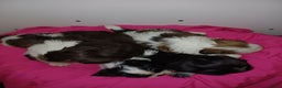 Shih Tzu honden te koop: Lieve leuke raszuiver shih tzu pups  - Advertentie 18