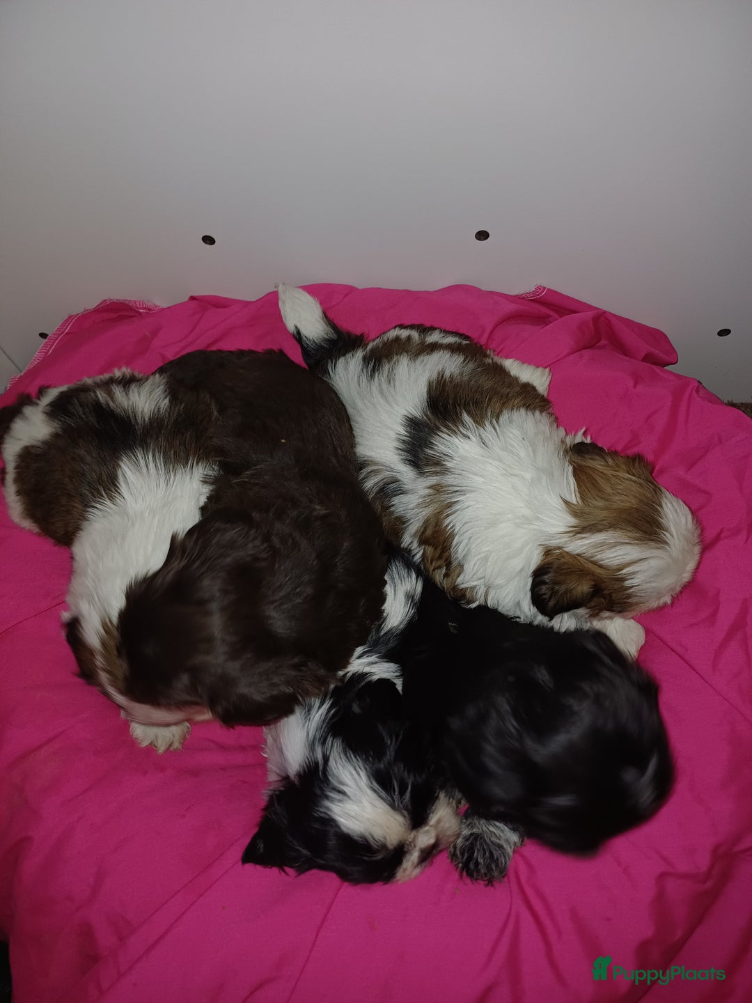 Shih Tzu honden te koop: Lieve leuke raszuiver shih tzu pups  - Advertentie 18