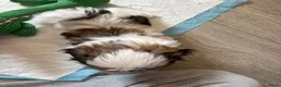 Shih Tzu honden te koop: Shih Tzu pups  in Heesch - Advertentie 10