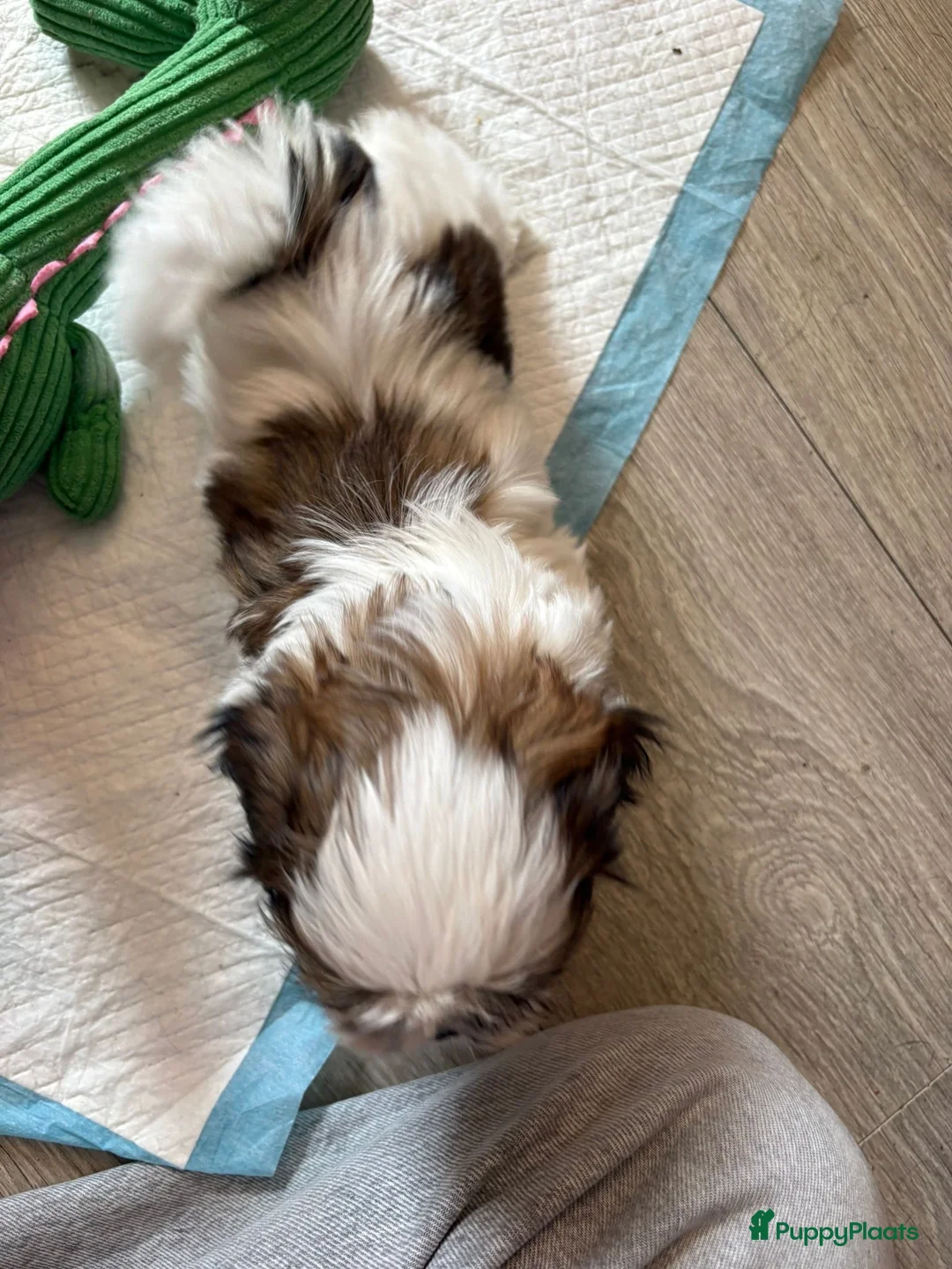 Shih Tzu honden te koop: Shih Tzu pups  in Heesch - Advertentie 10