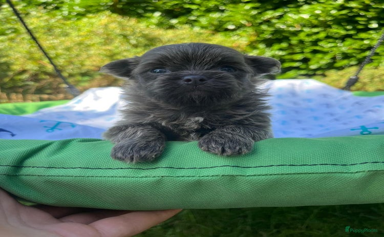 Kruising honden - Advertentie 3