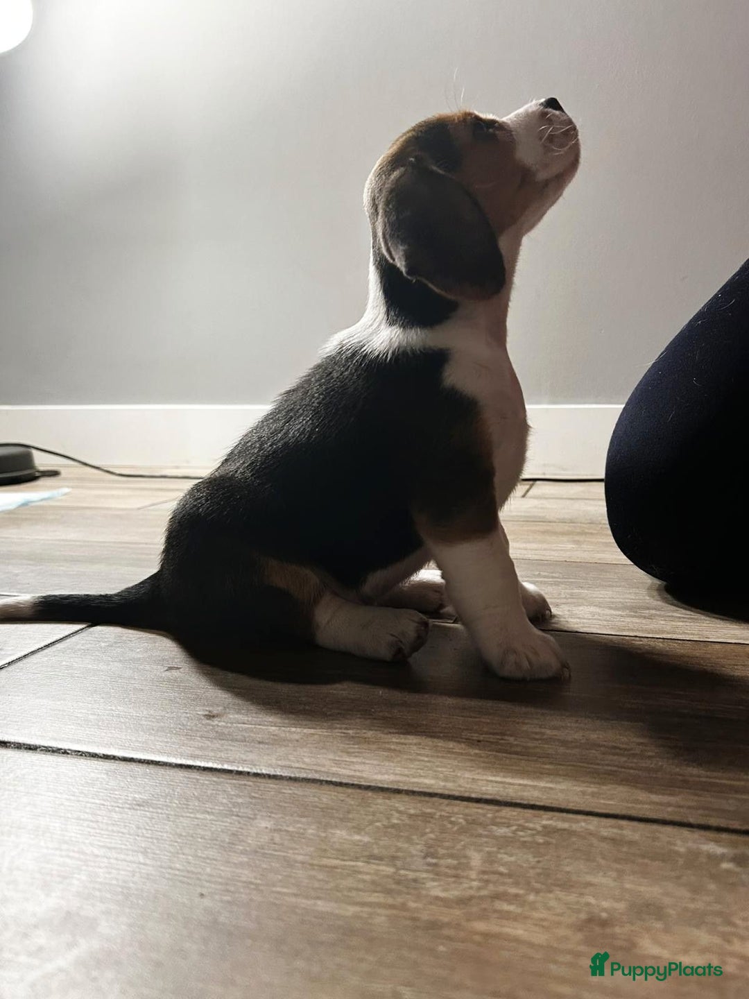 Beagle honden te koop: Beagle puppies - Advertentie 3