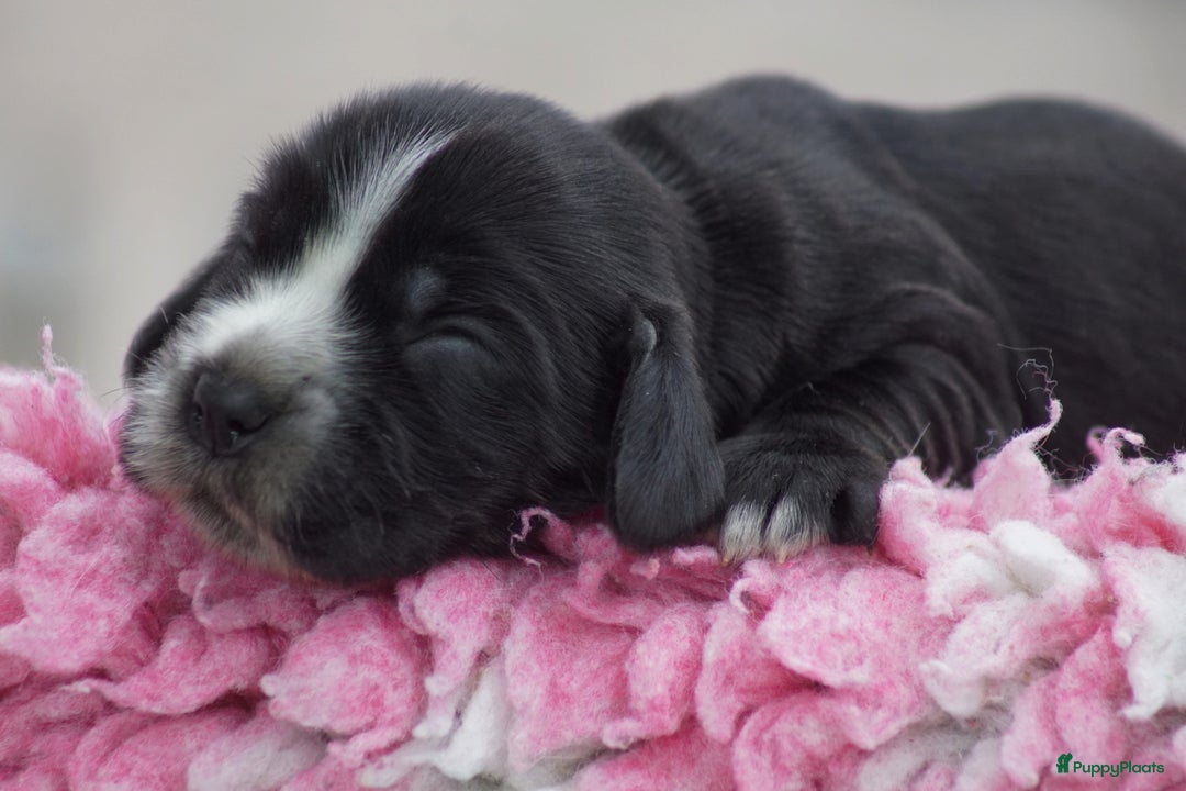 Engelse Cocker Spaniel honden te koop: Engelse Cocker Spaniel Pups met Stamboom  - Afbeelding 11
