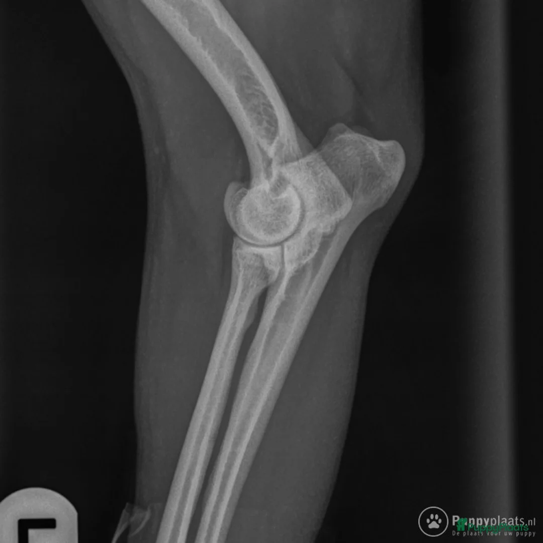 Kruising honden ter dekking: Pomsky dekreu ter beschikking in Valkenburg - Advertentie 4