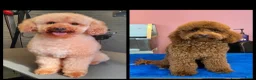 Labradoodle honden te koop: F1b mini doodles in Aarlanderveen - Advertentie 6