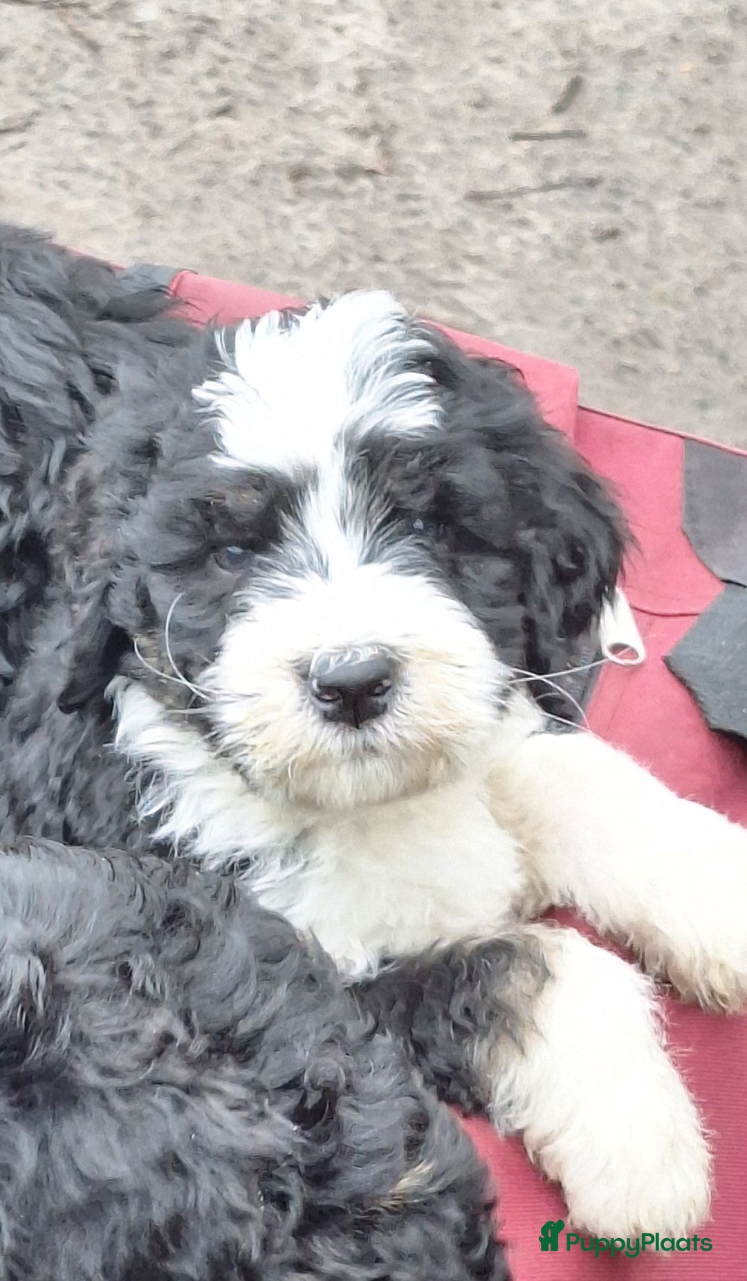 Bernedoodle honden te koop: Bernedoodles multigen - Afbeelding 24