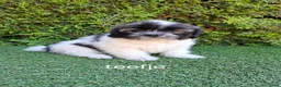 Malshi honden te koop: Zeer mooie speelse boomer pups.  - Advertentie 6