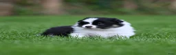 Kruising honden te koop: Eerste familiale nestje Poshie pups - Advertentie 7