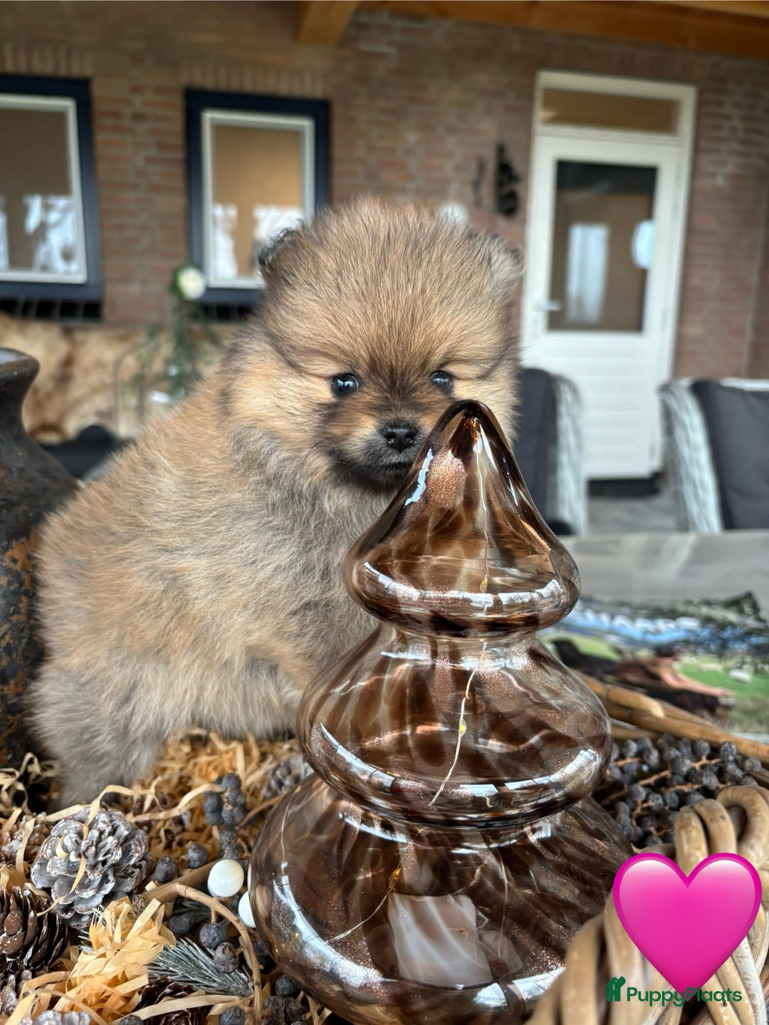 Pomeriaan honden te koop: Pomeriaan pups - Advertentie 2