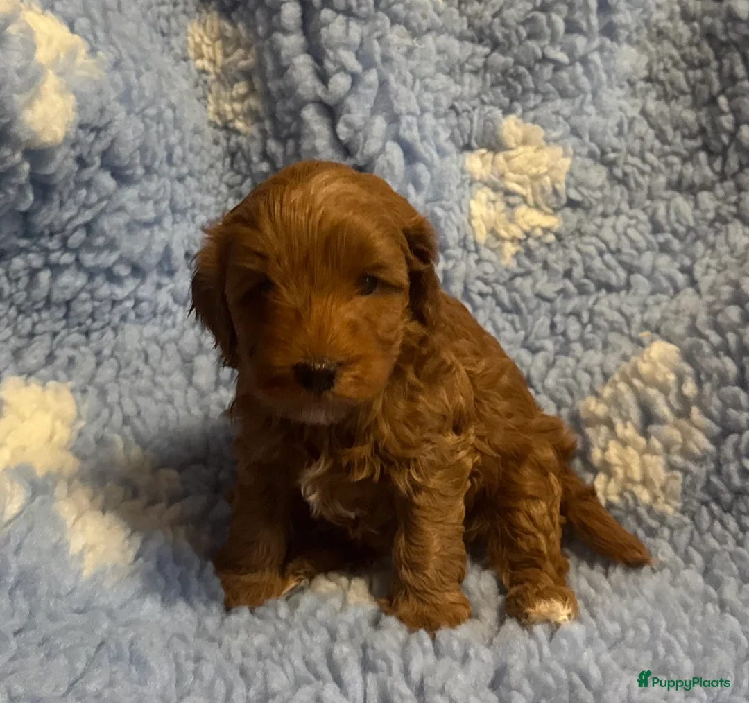Australian Labradoodle honden te koop: Te koop mini Australian Labradoodles met stamboom - Advertentie 5