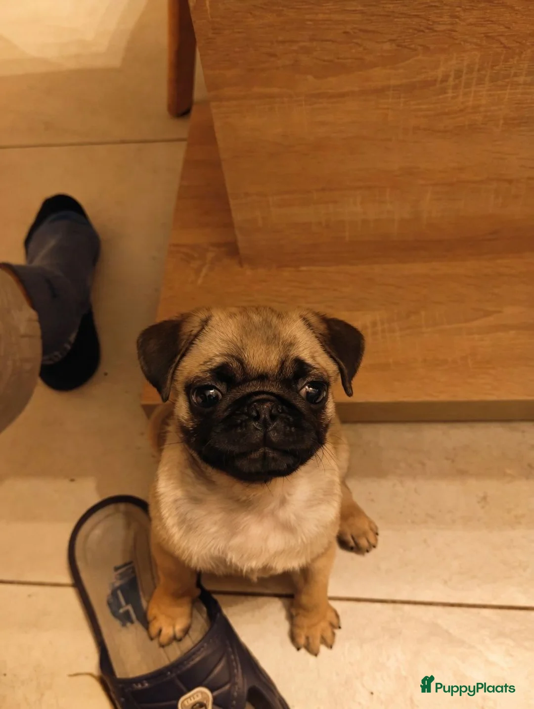 Retromops honden te koop: Mopspups  - Advertentie 2