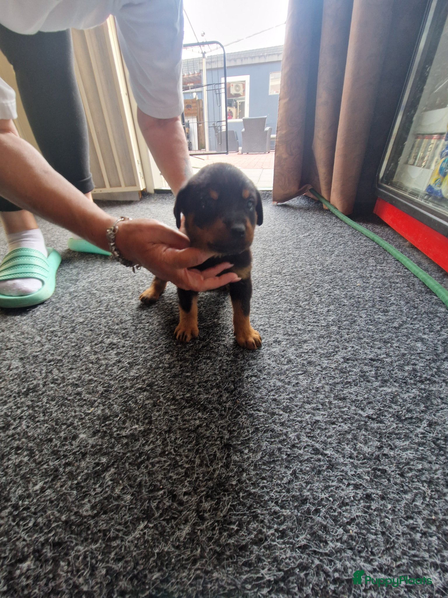 Rottweiler honden te koop: Super mooie rottweilerpups - Advertentie 8