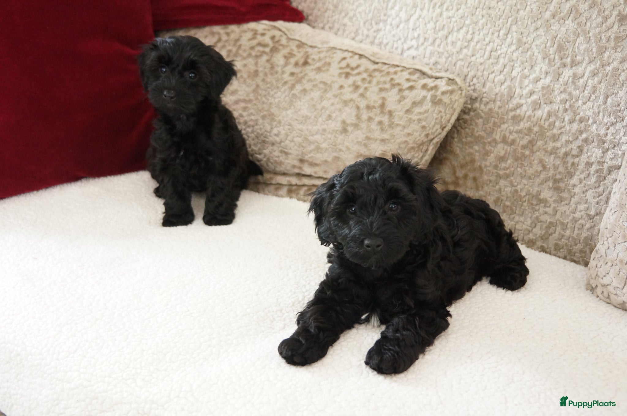 Kruising honden boomer drie kleur / papa poedel rood met stamboom. - Advertentie 16