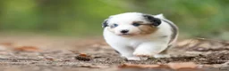 Australian Shepherd honden te koop: Australian shepherd pups - Advertentie 6