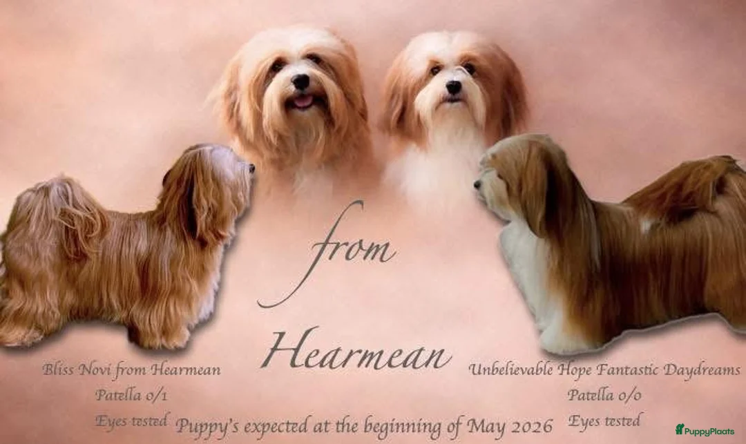 Havanezer honden te koop: Havanezer pups  - Advertentie 1