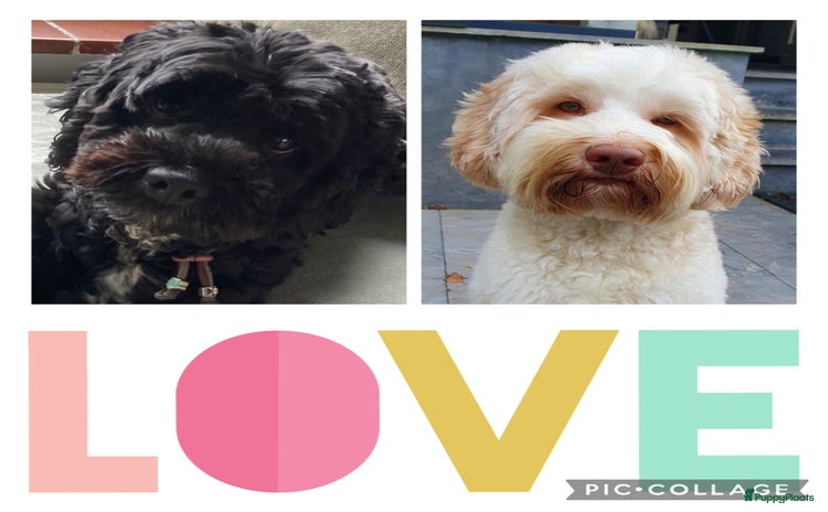 Kruising honden - Advertentie 6