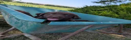 Labrador Retriever honden te koop: Prachtige super sociale labrador pups  - Advertentie 17