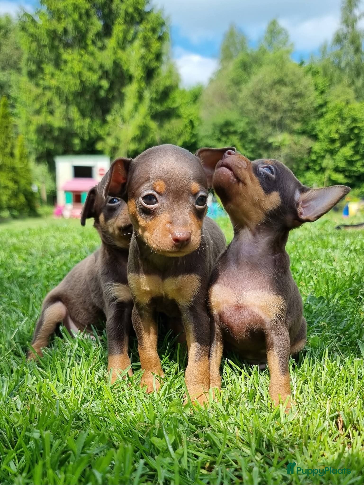 Russische Toy Terriër honden te koop: Russische Toy Terriër pups met FCI stamboom  in Nieuw-Weerdinge - Advertentie 2
