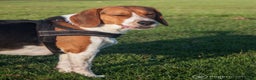 Beagle honden ter dekking: Mooie ras zuiver beagle in Groningen - Advertentie 7