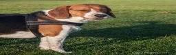 Beagle honden ter dekking: Mooie ras zuiver beagle in Groningen - Advertentie 7