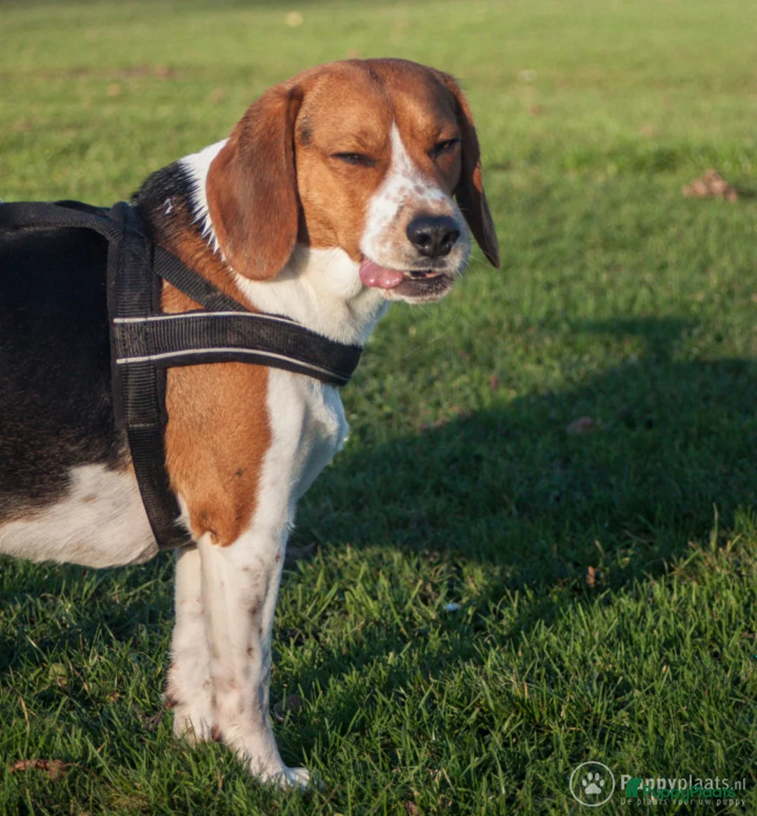 Beagle honden ter dekking: Mooie ras zuiver beagle in Groningen - Advertentie 7