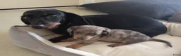 Teckel (korthaar)  honden te koop: Dwerg Isabella harlequin teckel schatjes. - Advertentie 5