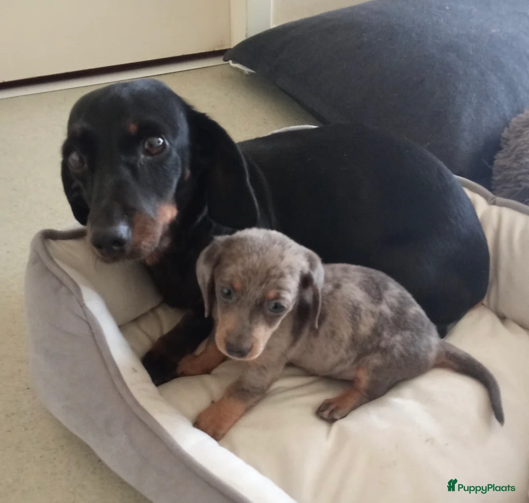 Teckel (korthaar)  honden te koop: Dwerg Isabella harlequin teckel schatjes. - Advertentie 5