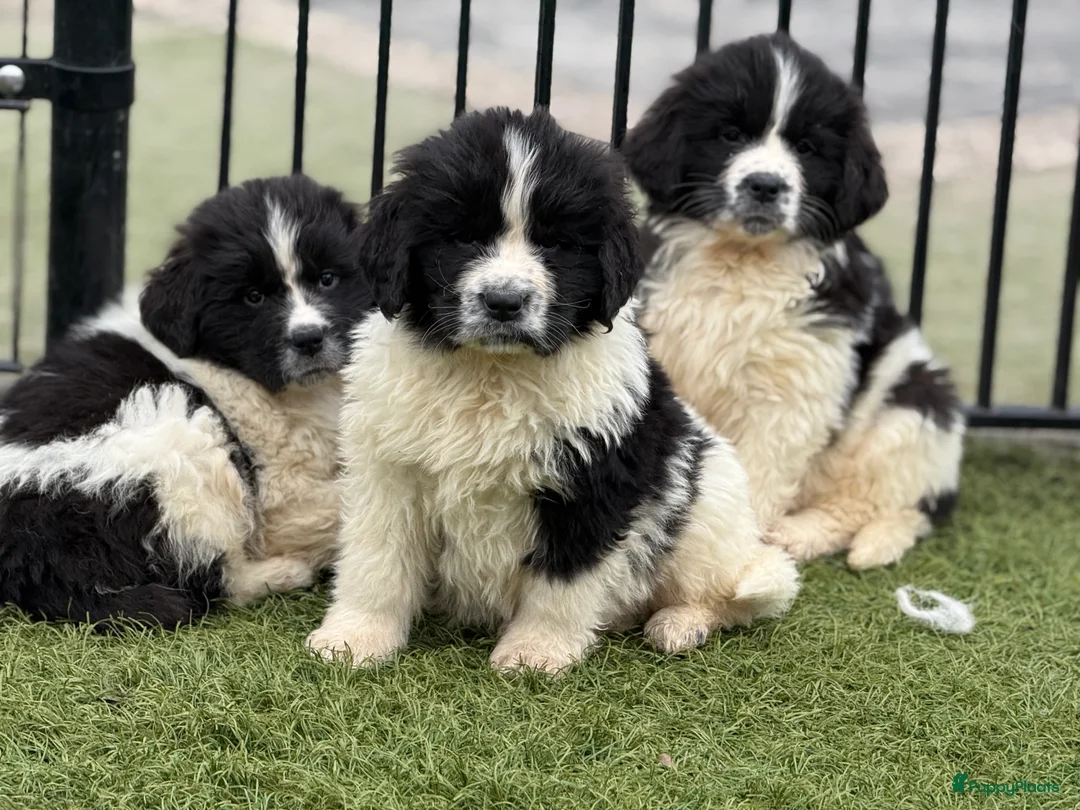 Newfoundlander honden te koop: Newfoundlander pups  - Advertentie 27