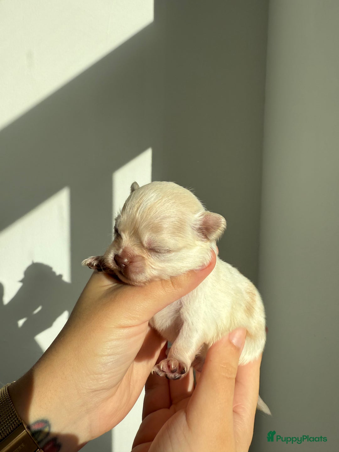 Chihuahua honden te koop: Chihuahuas pups - Advertentie 23