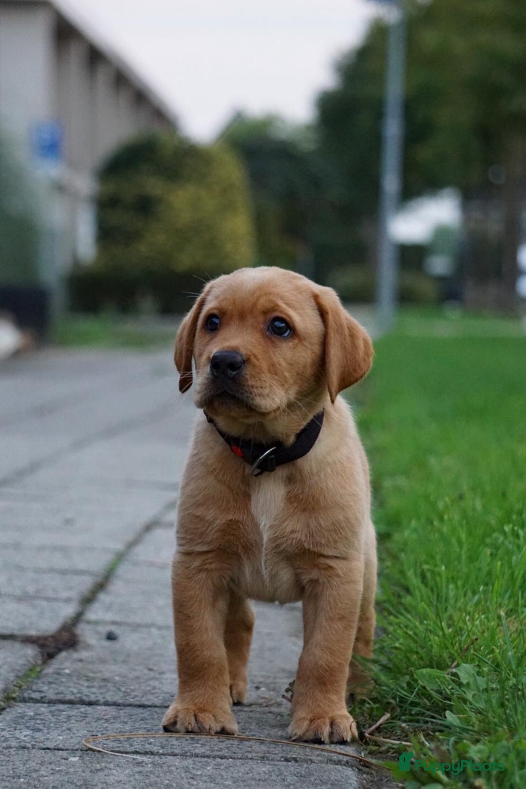 Labrador Retriever honden te koop: NEST AANKONDIGING LABRADOR PUPS - Advertentie 40
